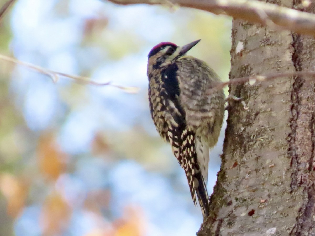 Yellow-bellied Sapsucker - ML644561764