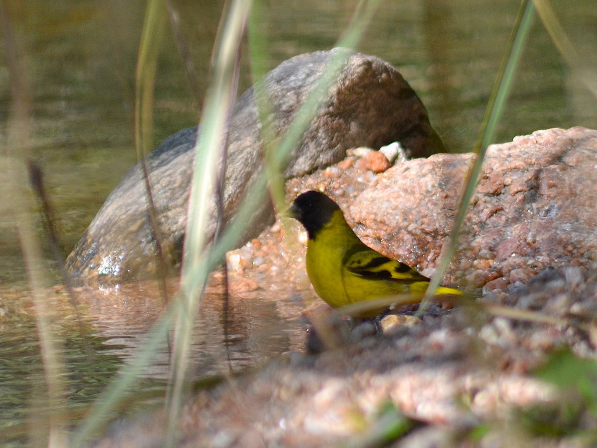 Hooded Siskin - ML644561770