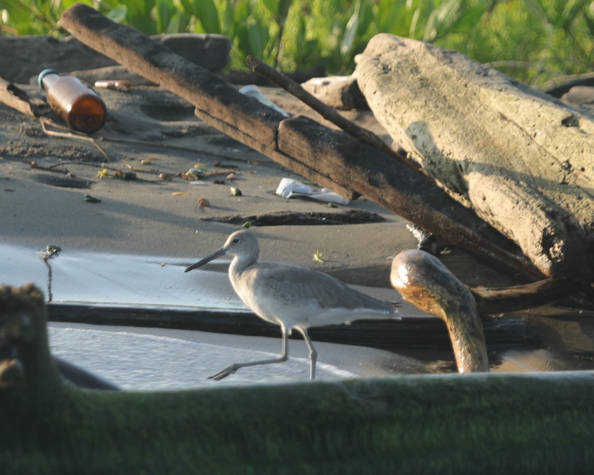 Willet - ML644561772