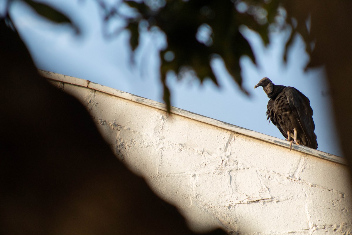 Urubu noir - ML644561773