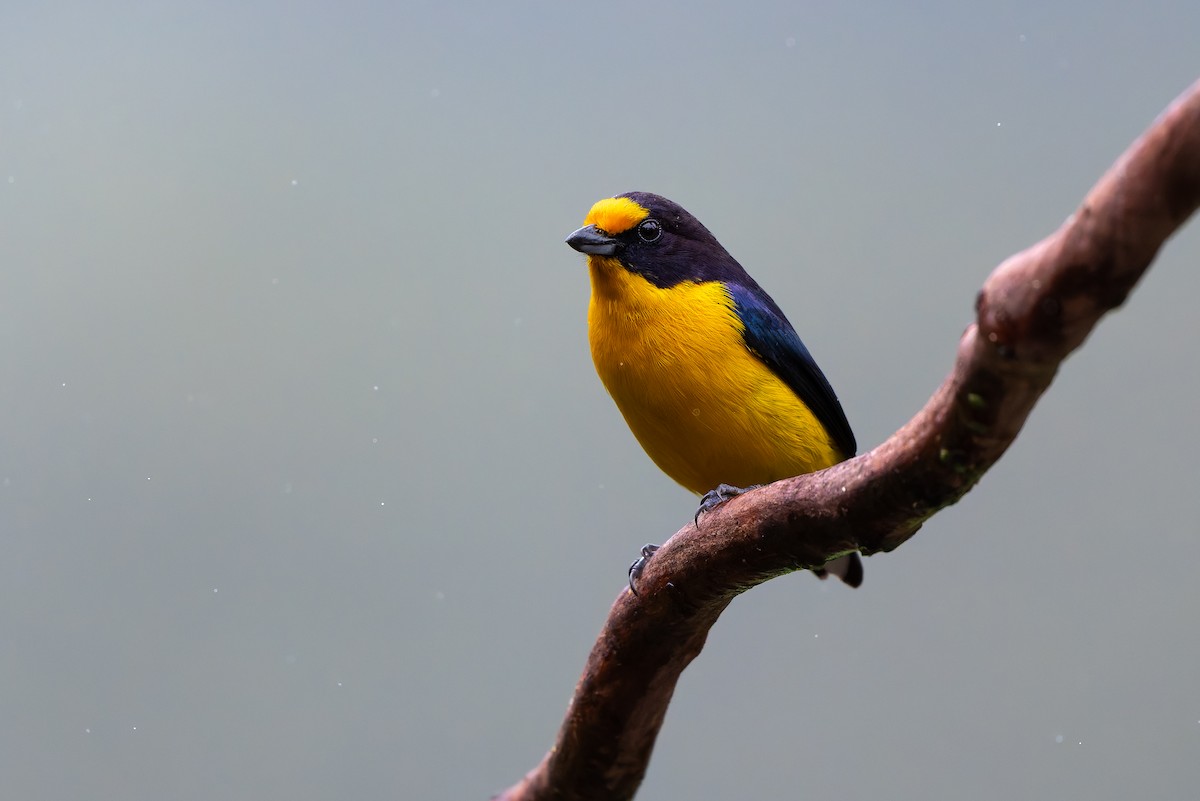 fioleufonia - ML644561776