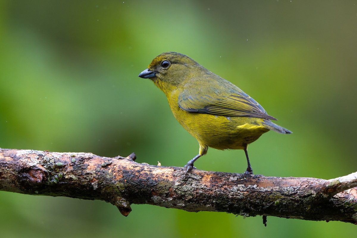 fioleufonia - ML644561780