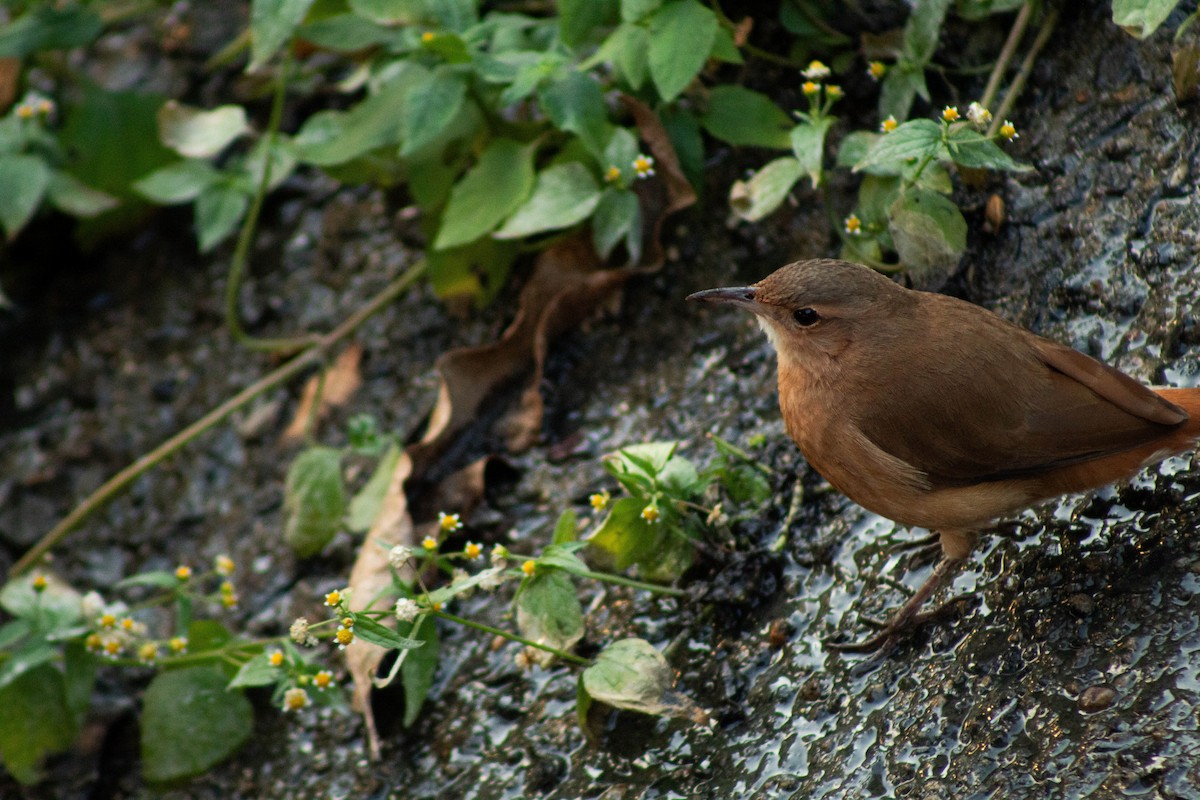 Pas Rengi Çömlekçikuşu - ML644561782