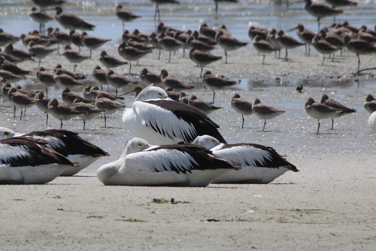Australian Pelican - ML644561783