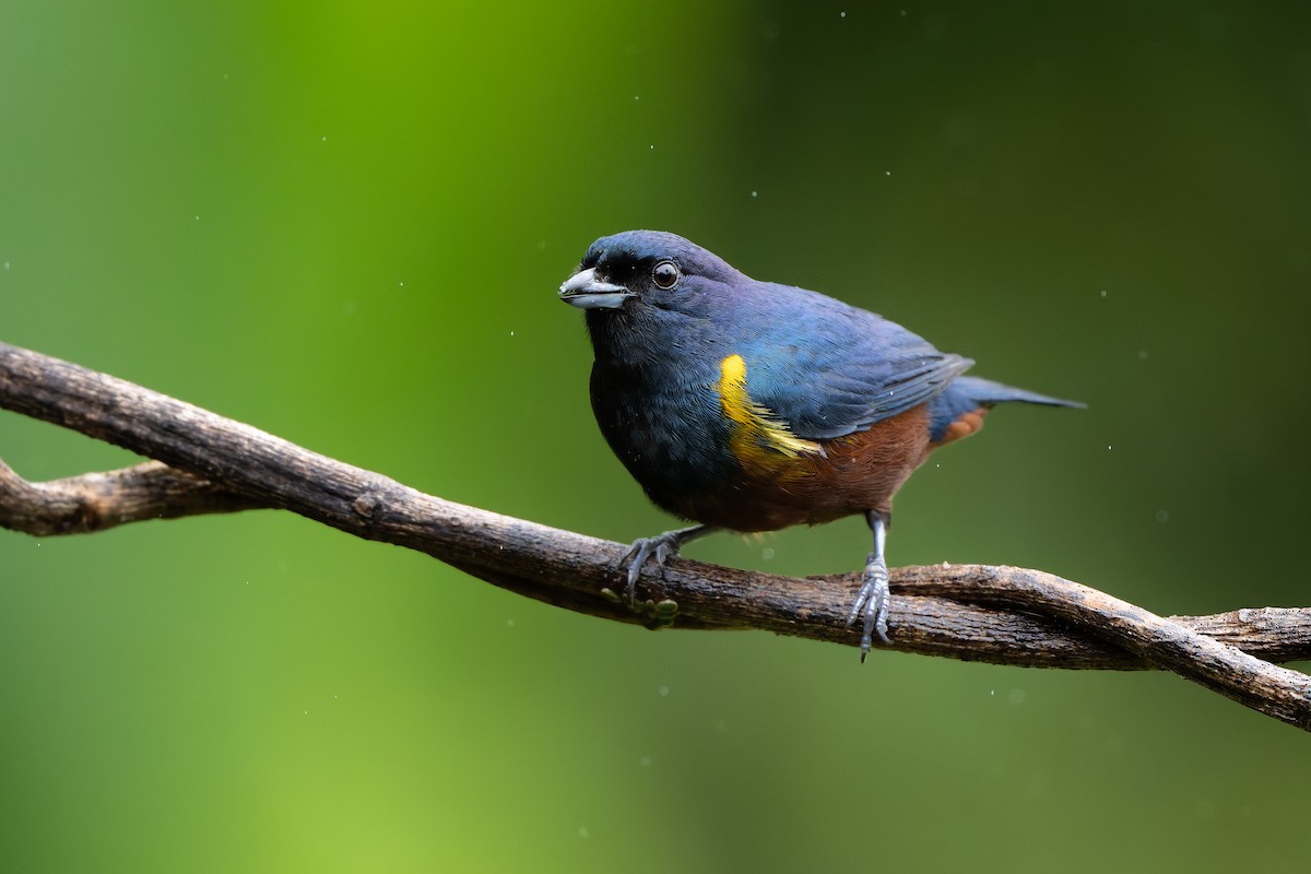 Chestnut-bellied Euphonia - ML644561784