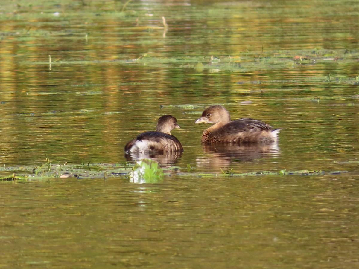 Pied-billed Grebe - ML644561785