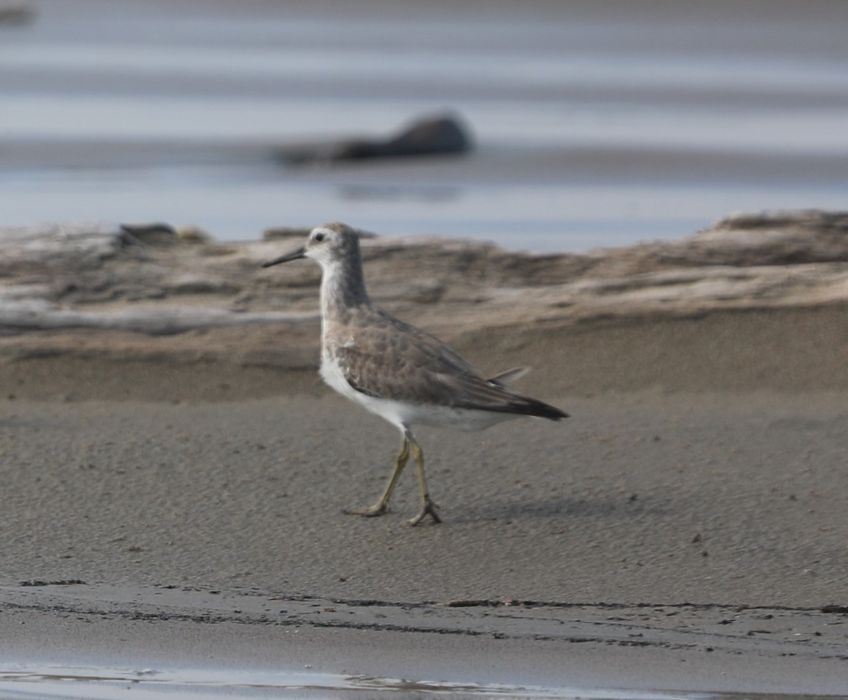 Red Knot - ML644561787