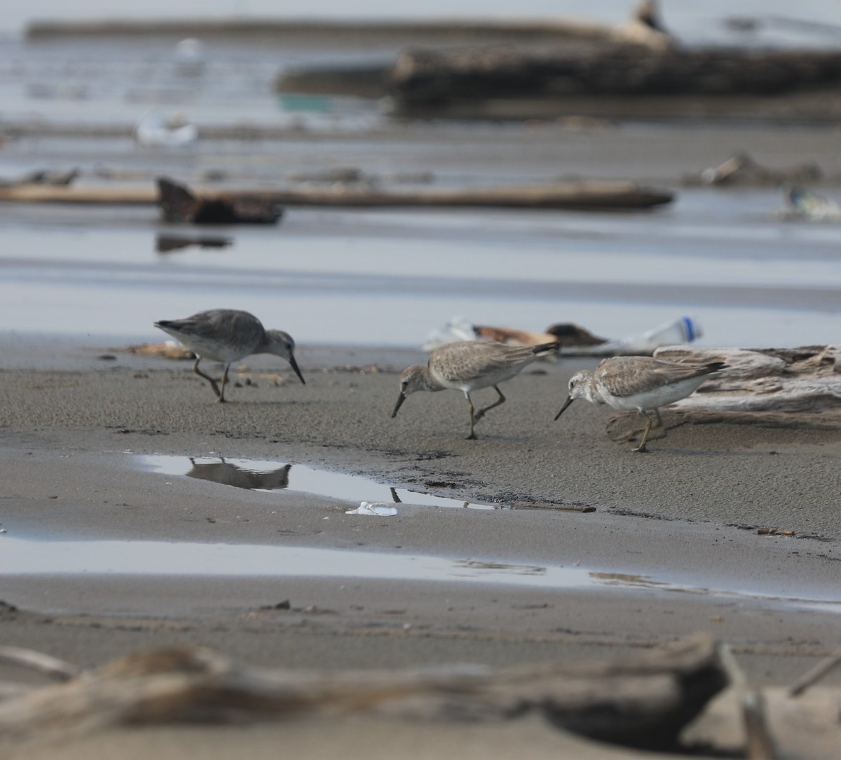 Red Knot - ML644561802