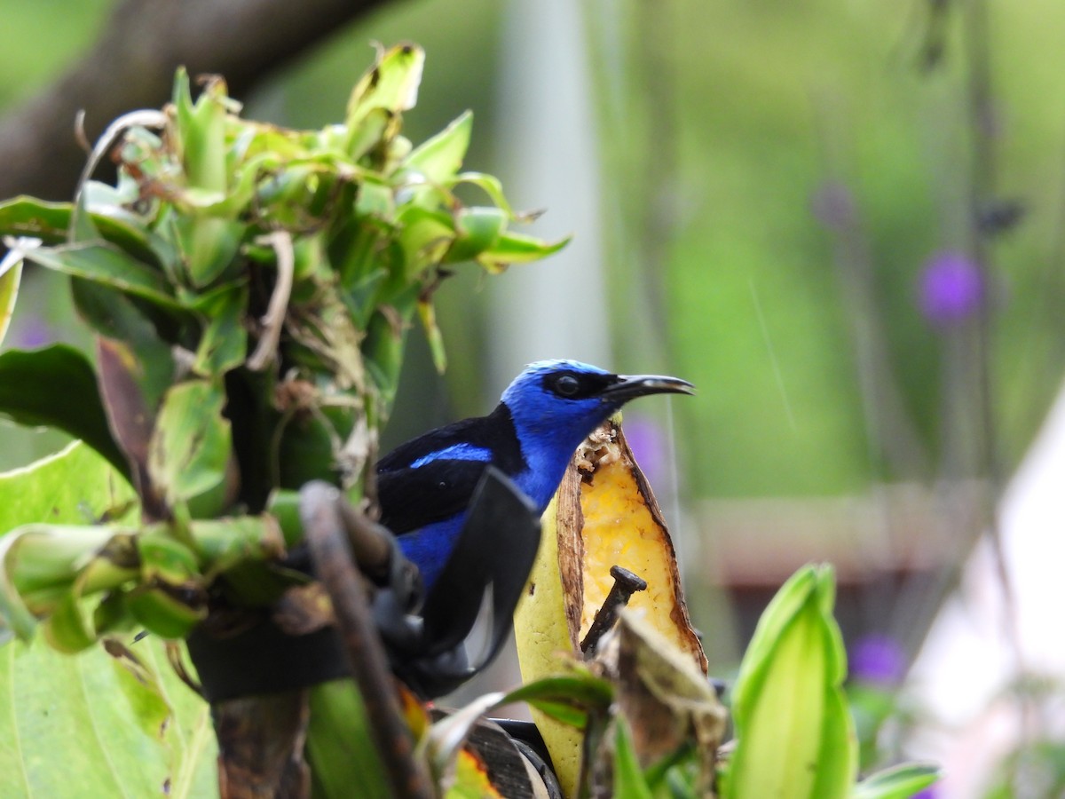Танагра-медоїд бірюзова - ML644561804