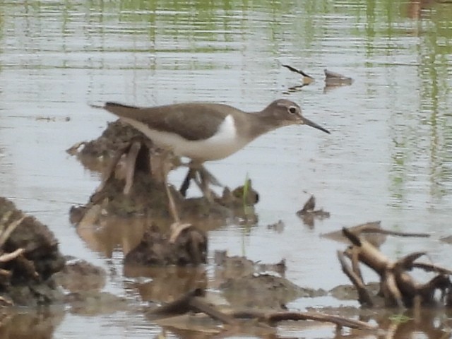 pisík obecný - ML644561805