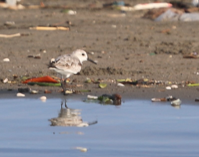 Ak Kumkuşu - ML644561811