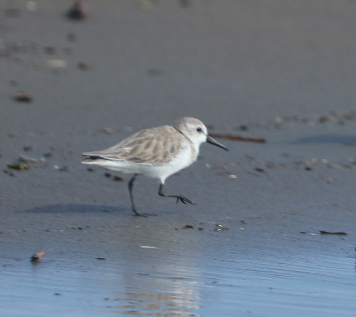 Western Sandpiper - ML644561824