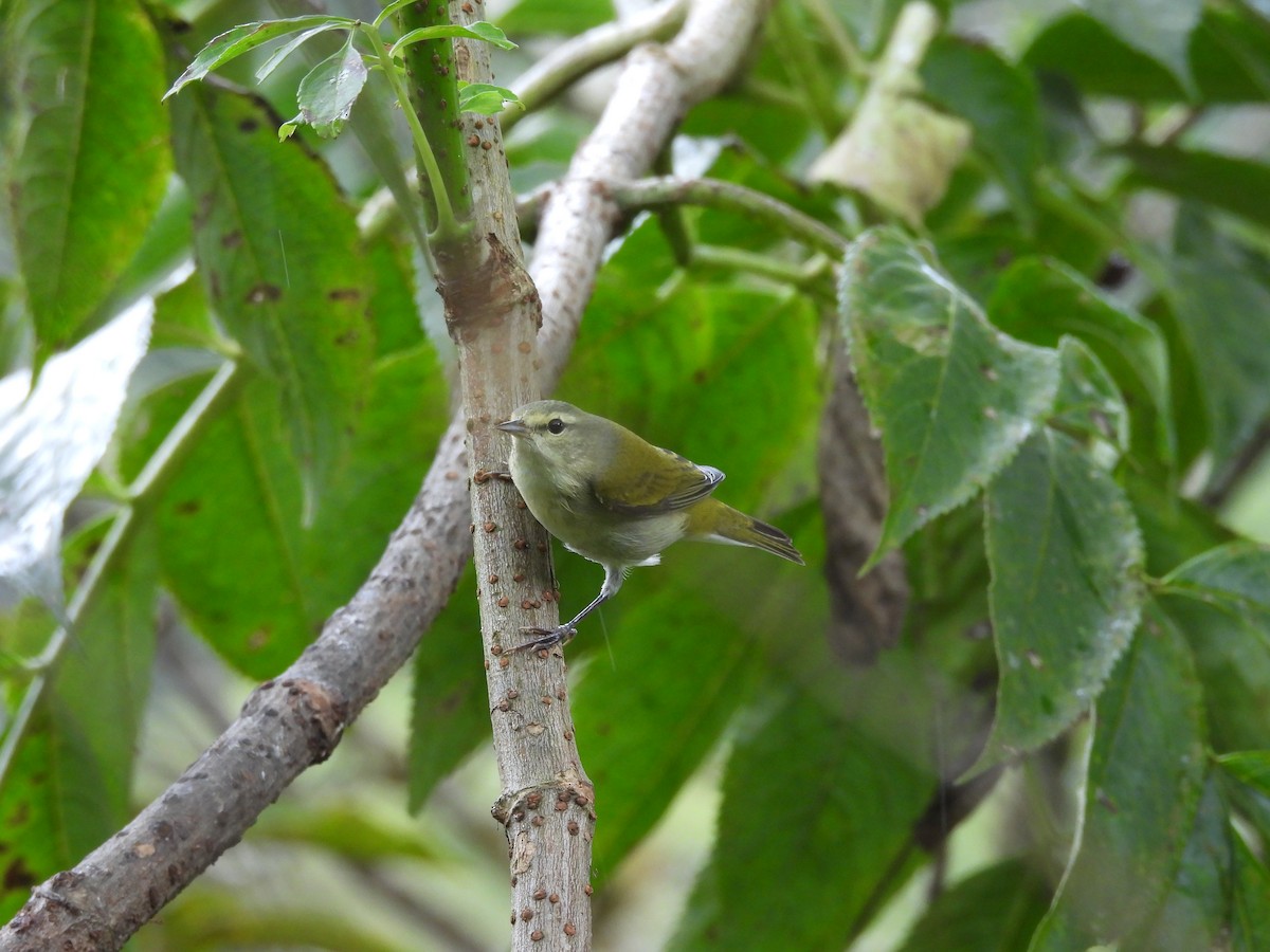 Tennessee Warbler - ML644561827