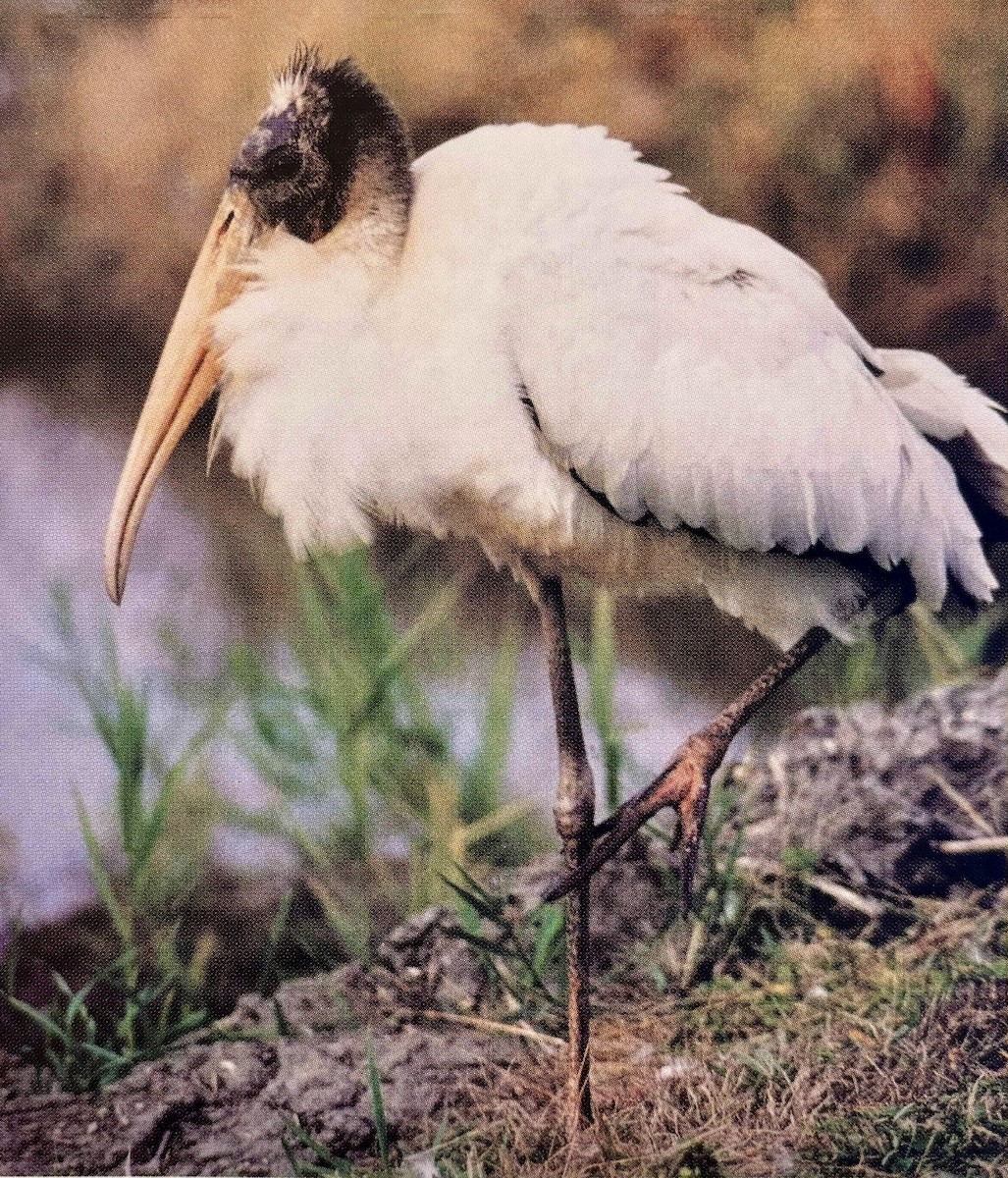 Tantalo amerikarra - ML644561832