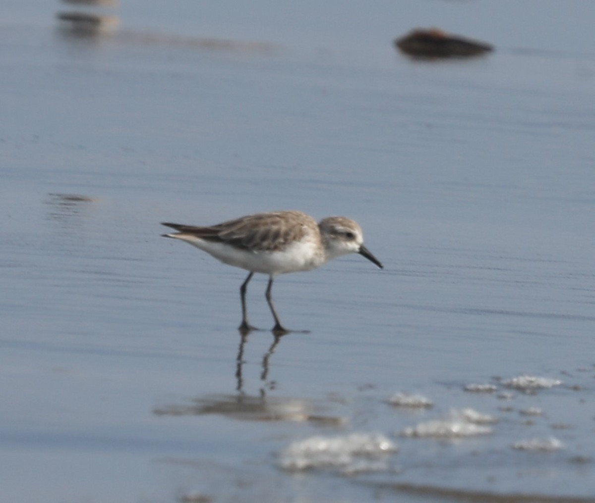 Semipalmated Sandpiper - ML644561833