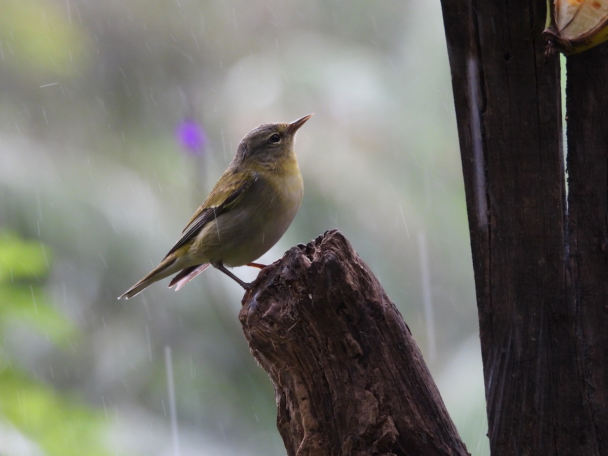 Tennessee Warbler - ML644561834