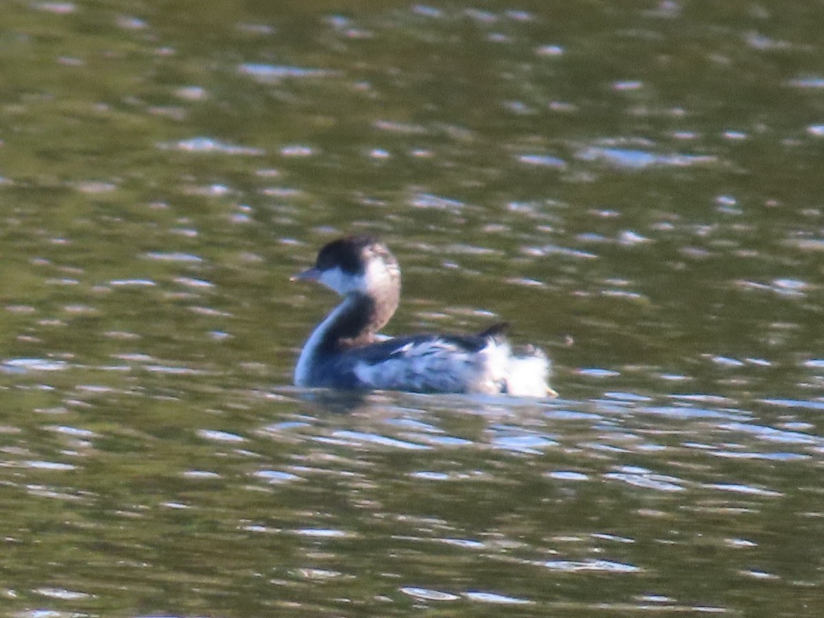 Horned Grebe - ML644561837