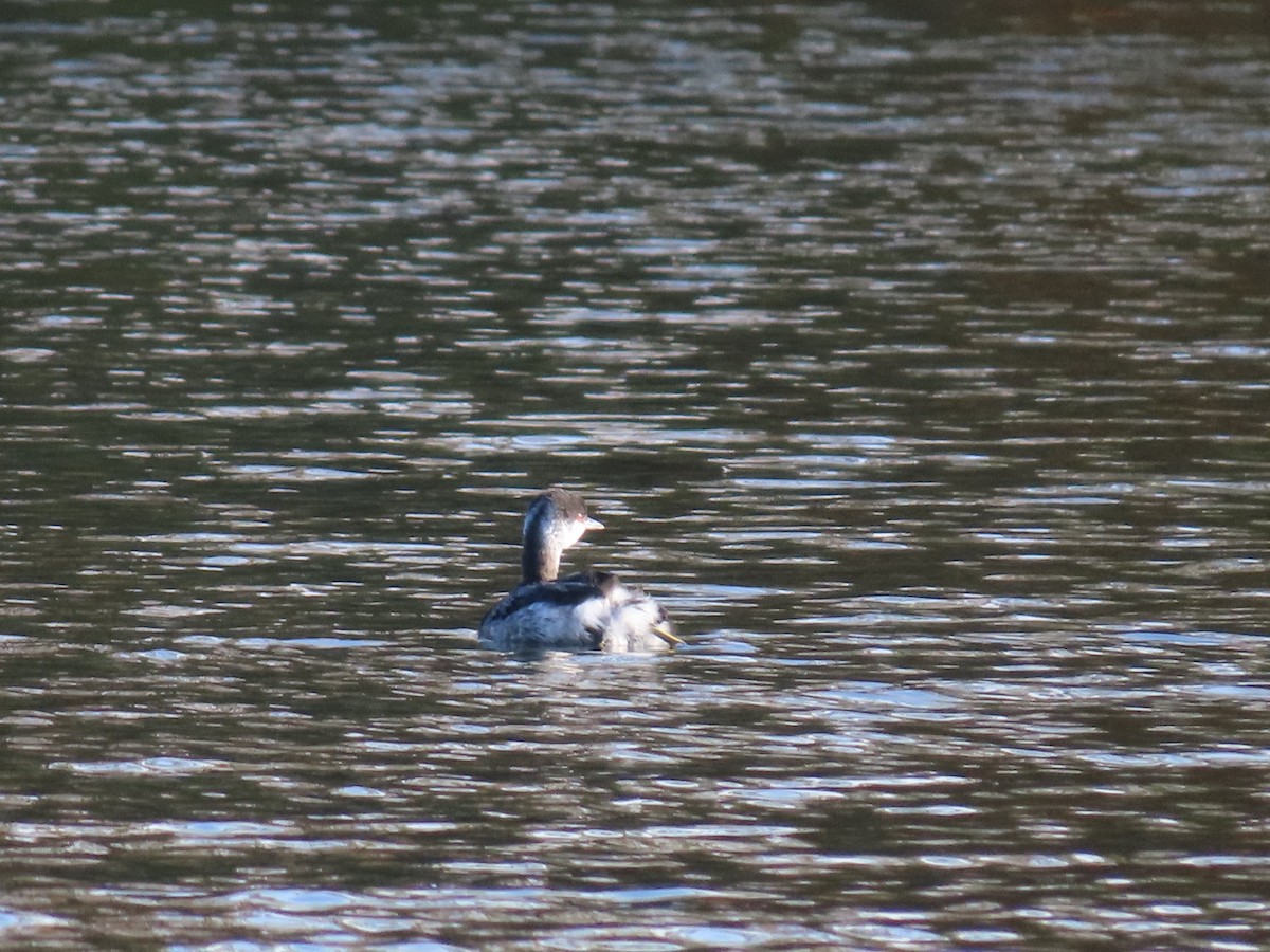Horned Grebe - ML644561838