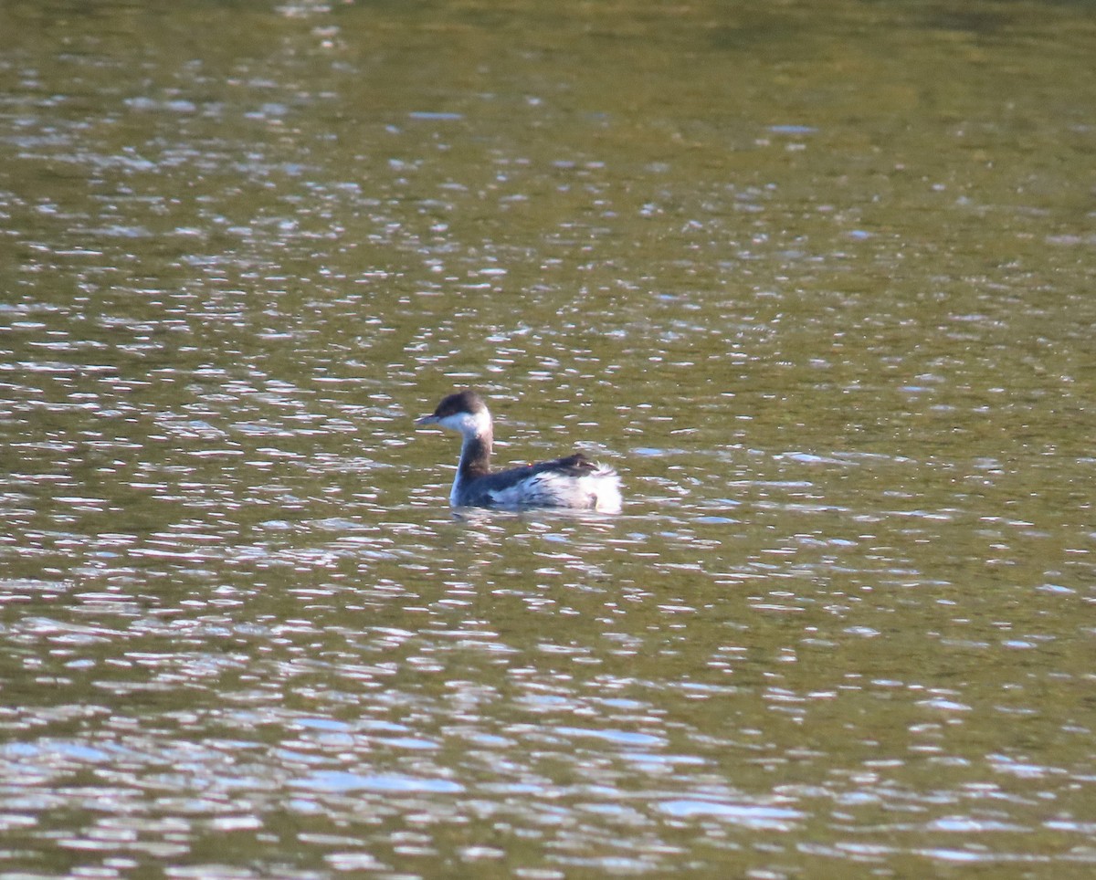 Horned Grebe - ML644561839