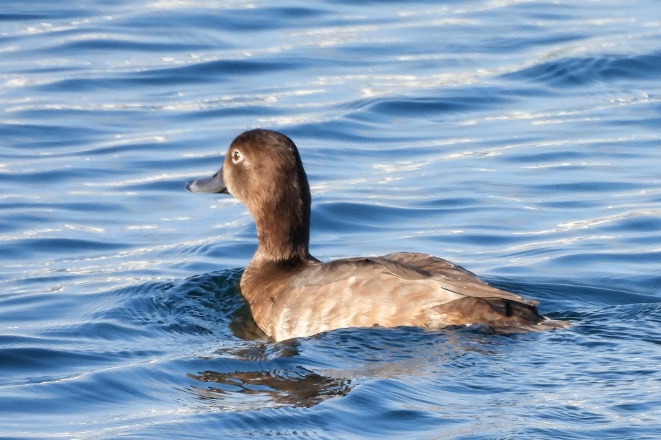 Porrón Americano - ML644561840