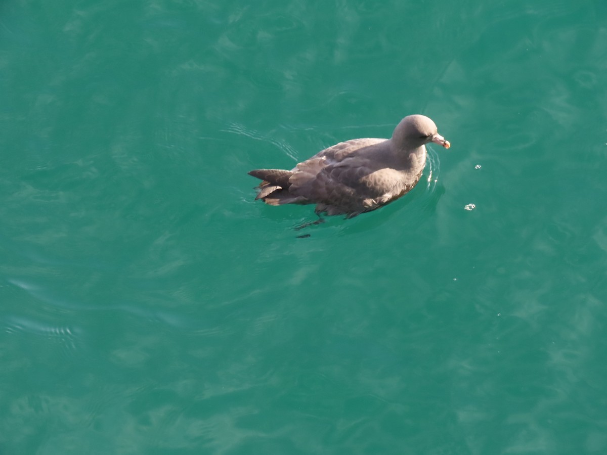 Буревісник кочівний - ML644561846