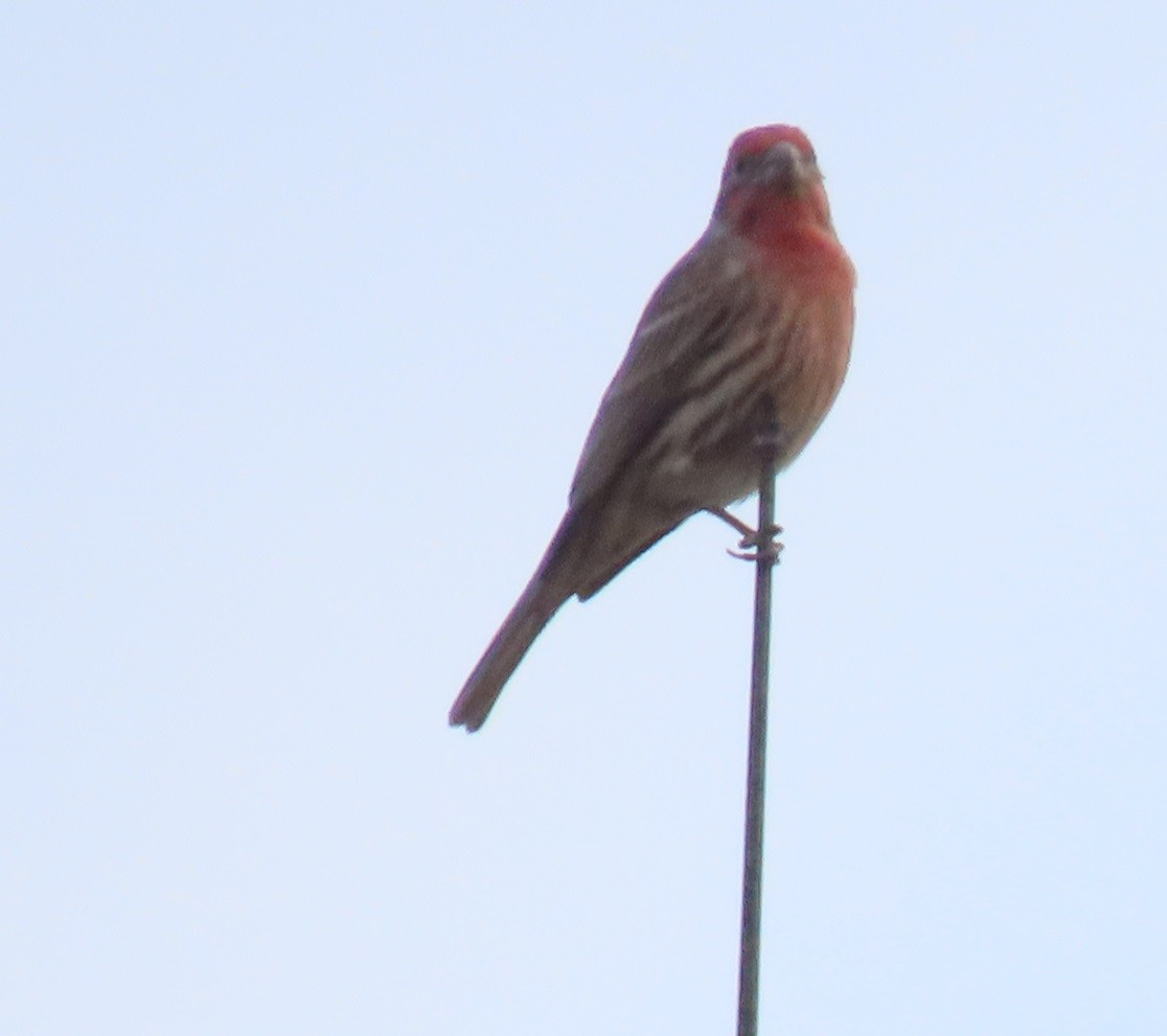 House Finch - ML644561847