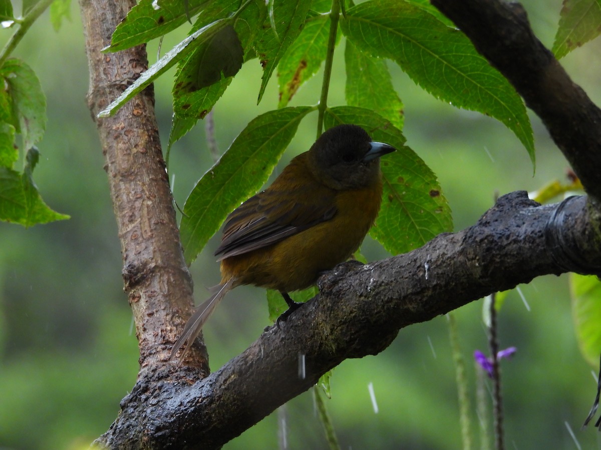Scarlet-rumped Tanager - ML644561850