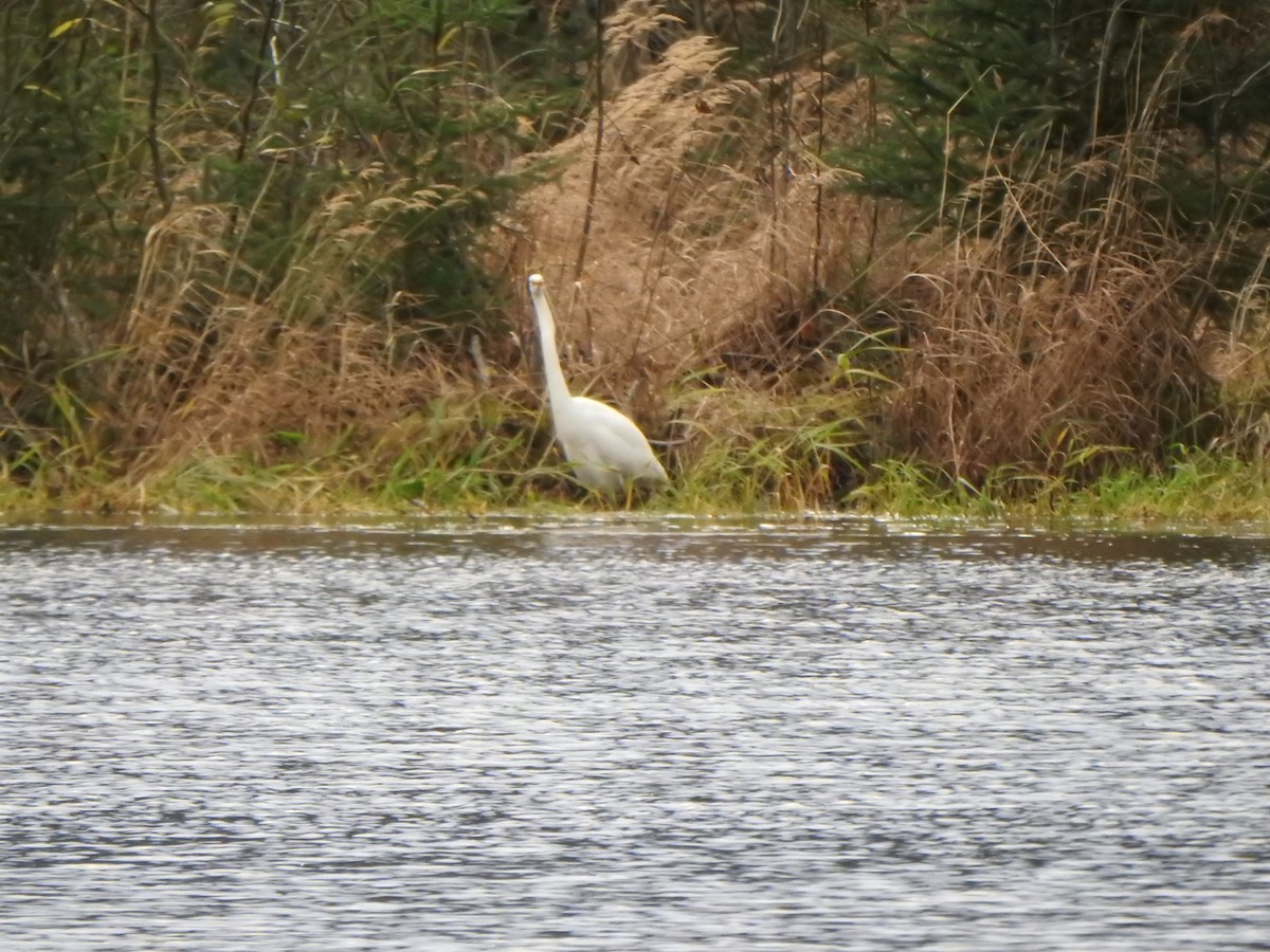 大白鷺 - ML644561859