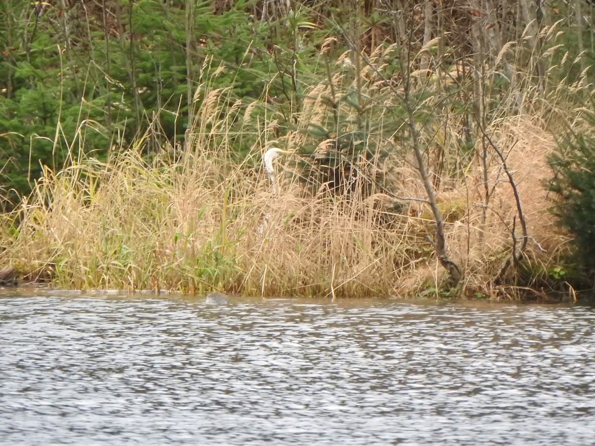 大白鷺 - ML644561860