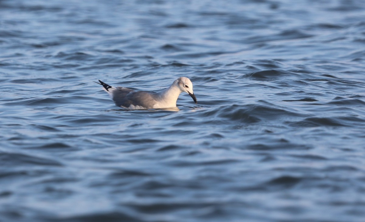 Laughing Gull - ML644561862