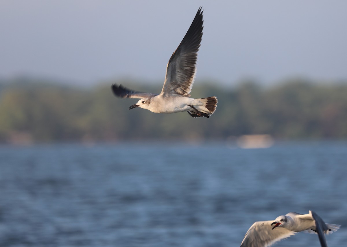 Laughing Gull - ML644561866