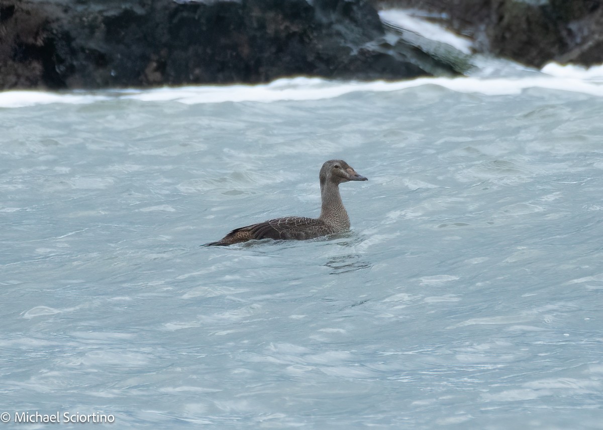 King Eider - ML644561868