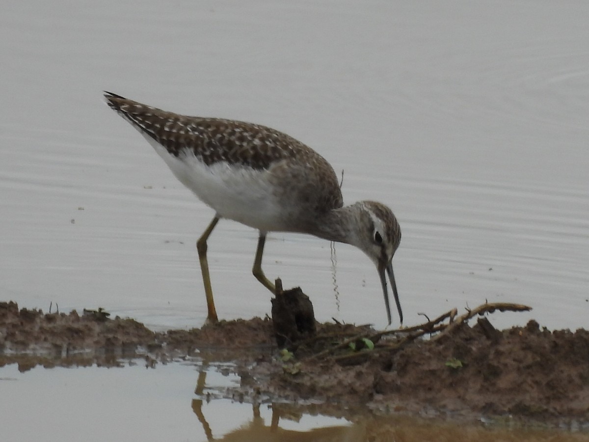 Wood Sandpiper - ML644561871