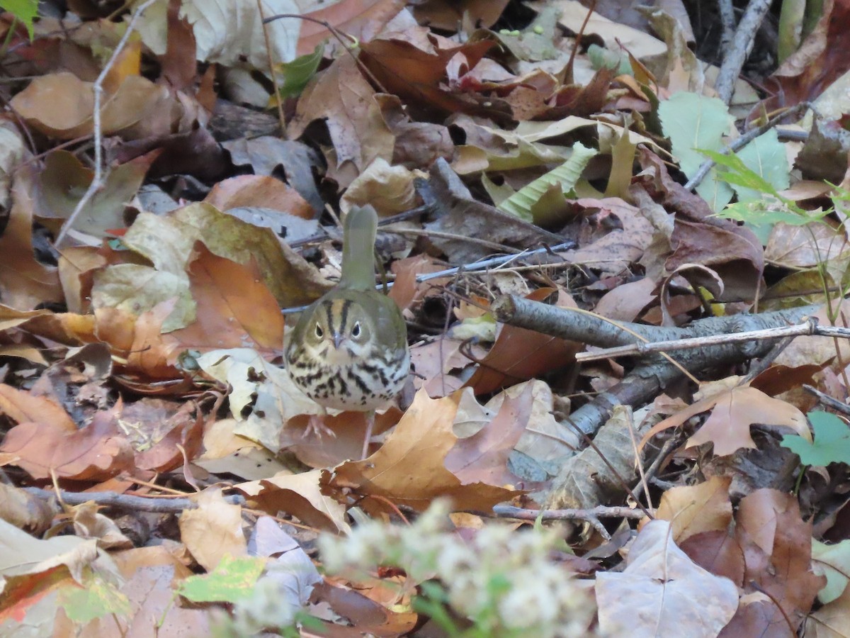 Ovenbird - ML644561885