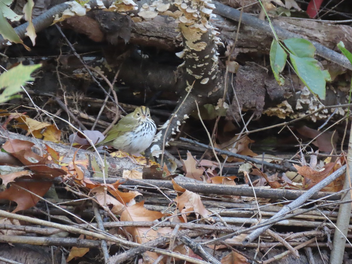 Ovenbird - ML644561886