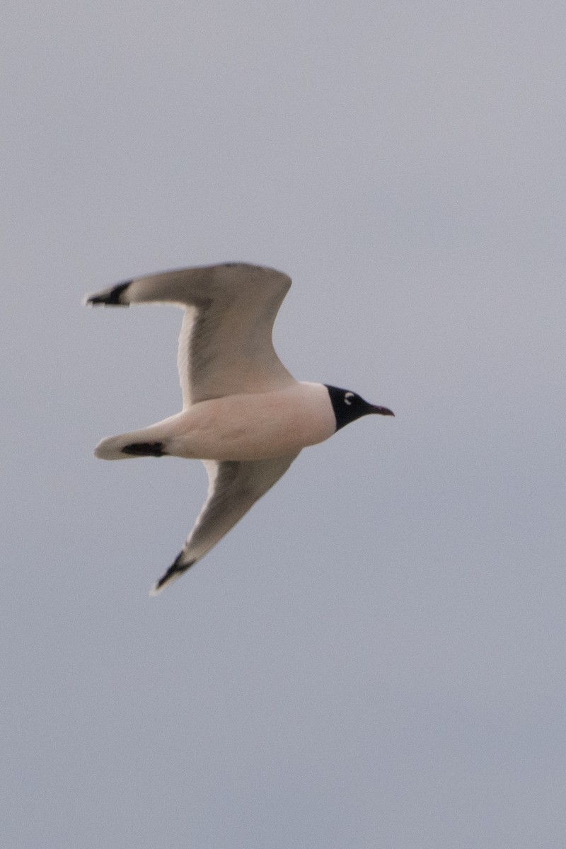 Mouette de Franklin - ML644561896