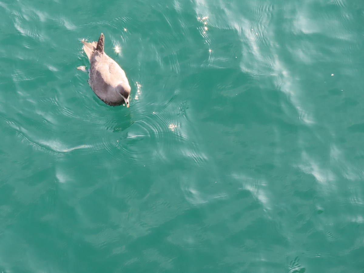 Буревісник кочівний - ML644561897