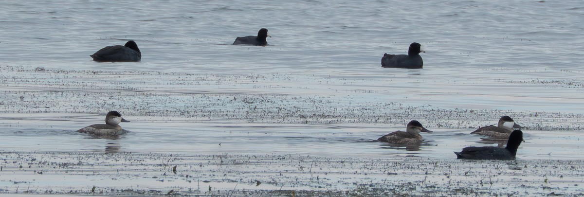 Американская савка - ML644561898