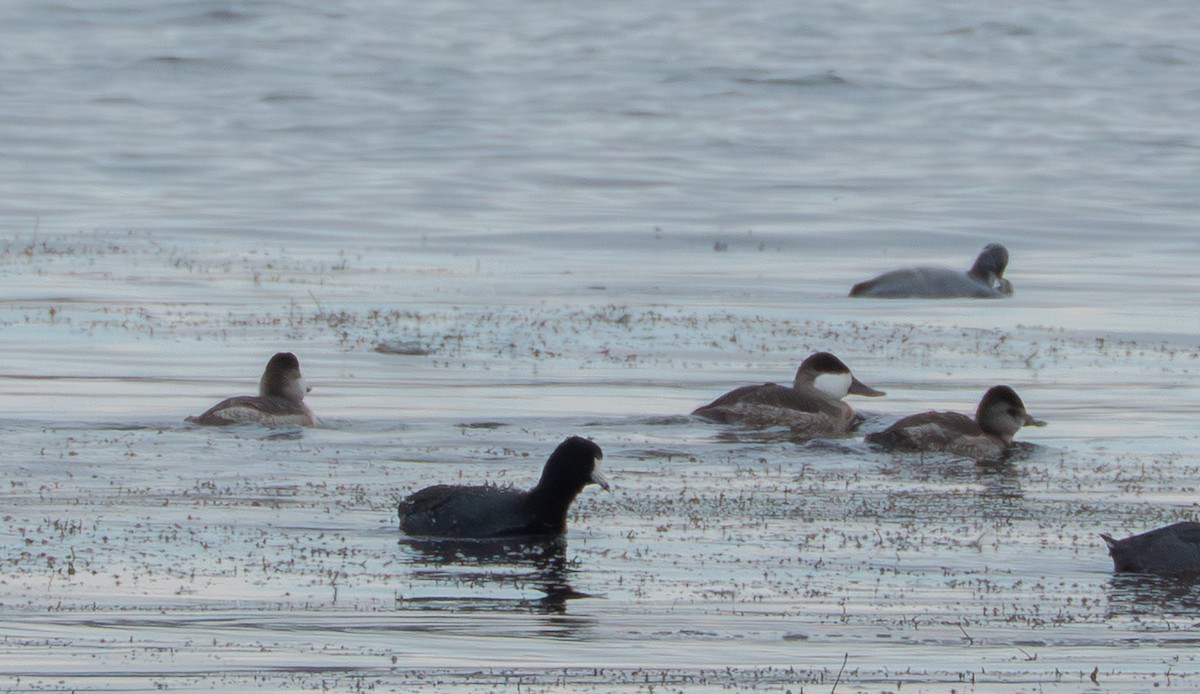 Американская савка - ML644561899