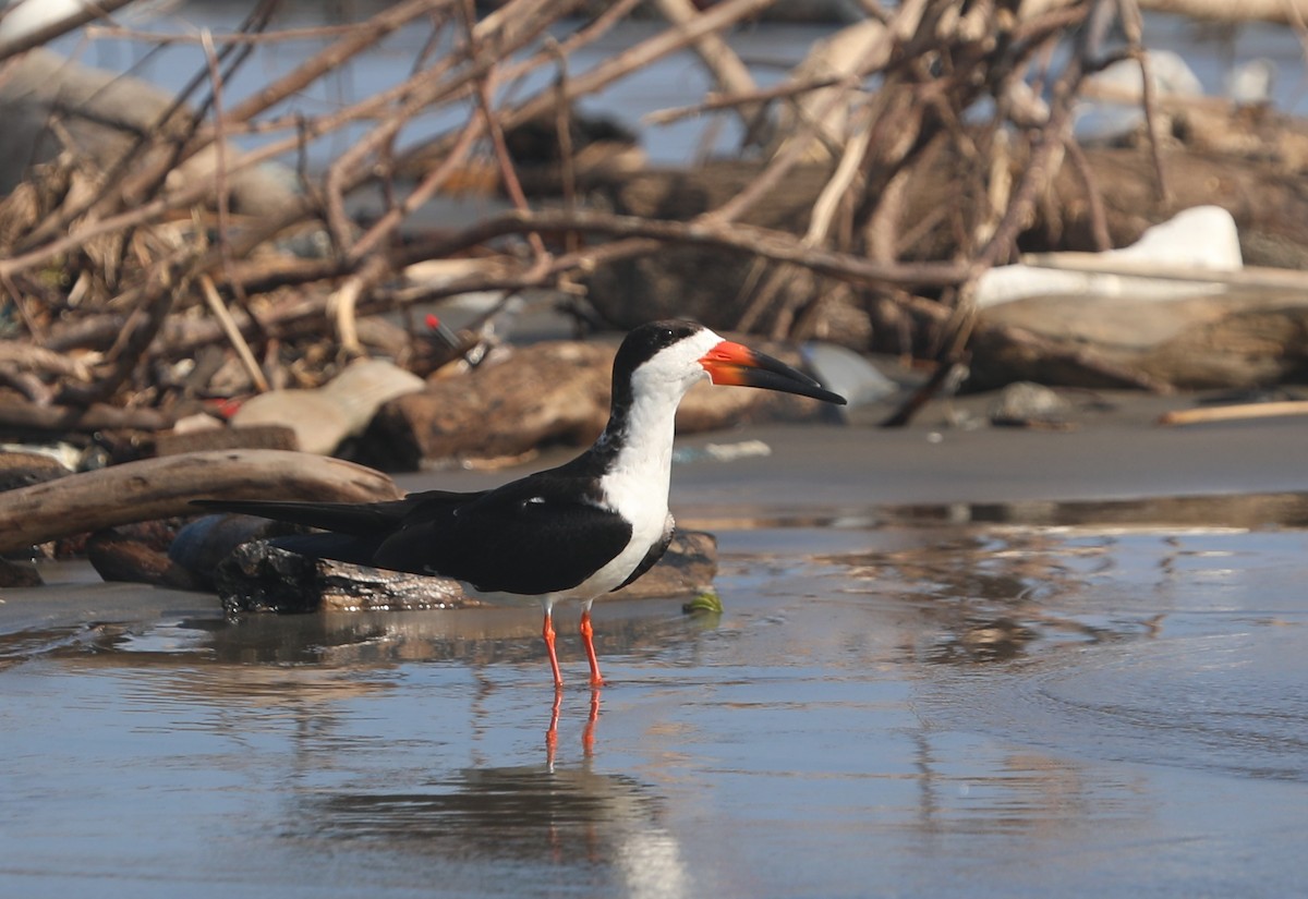 Black Skimmer - ML644561900