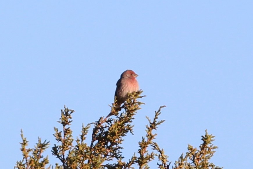 House Finch - ML644561905