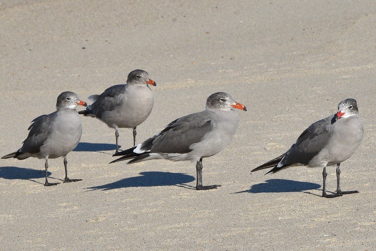 Heermann's Gull - ML644561910