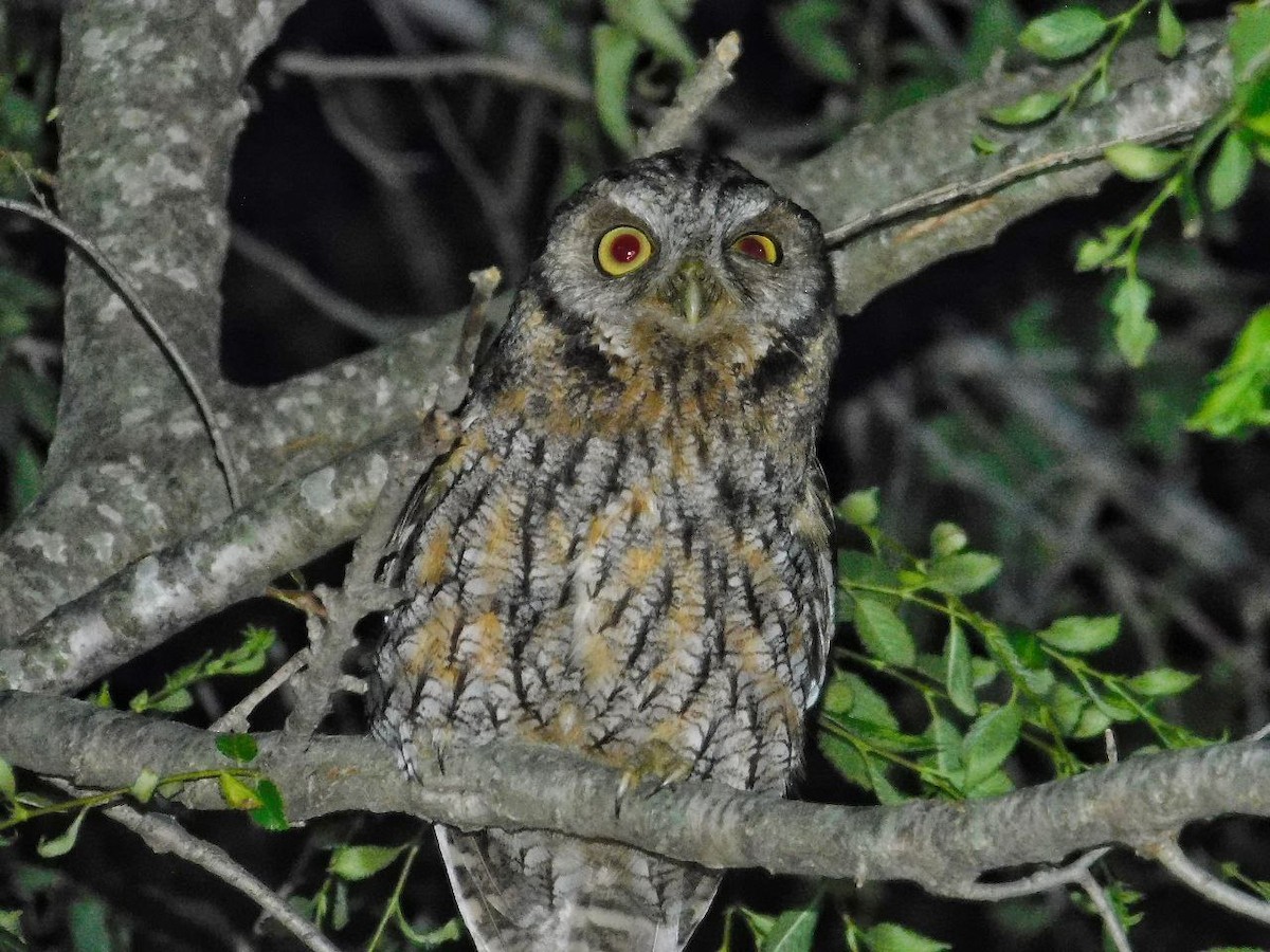 スピックスコノハズク - ML644561912