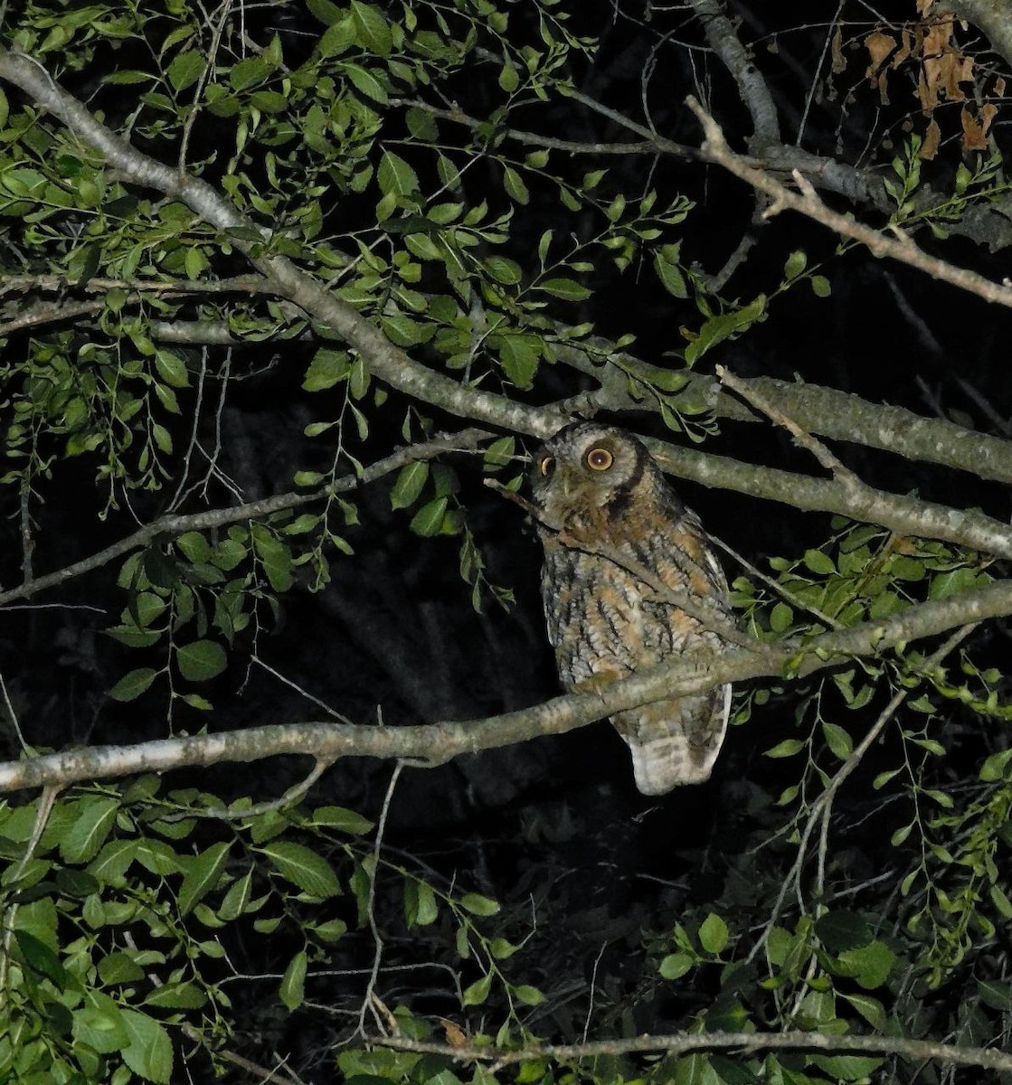 スピックスコノハズク - ML644561913