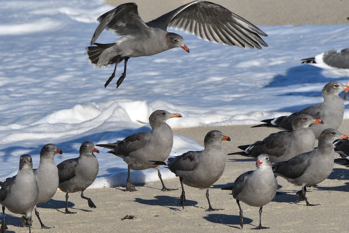 Heermann's Gull - ML644561914