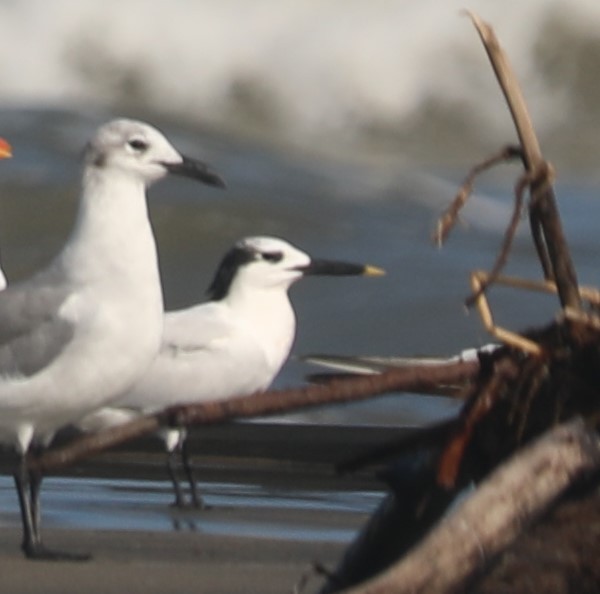 Sterne caugek - ML644561915