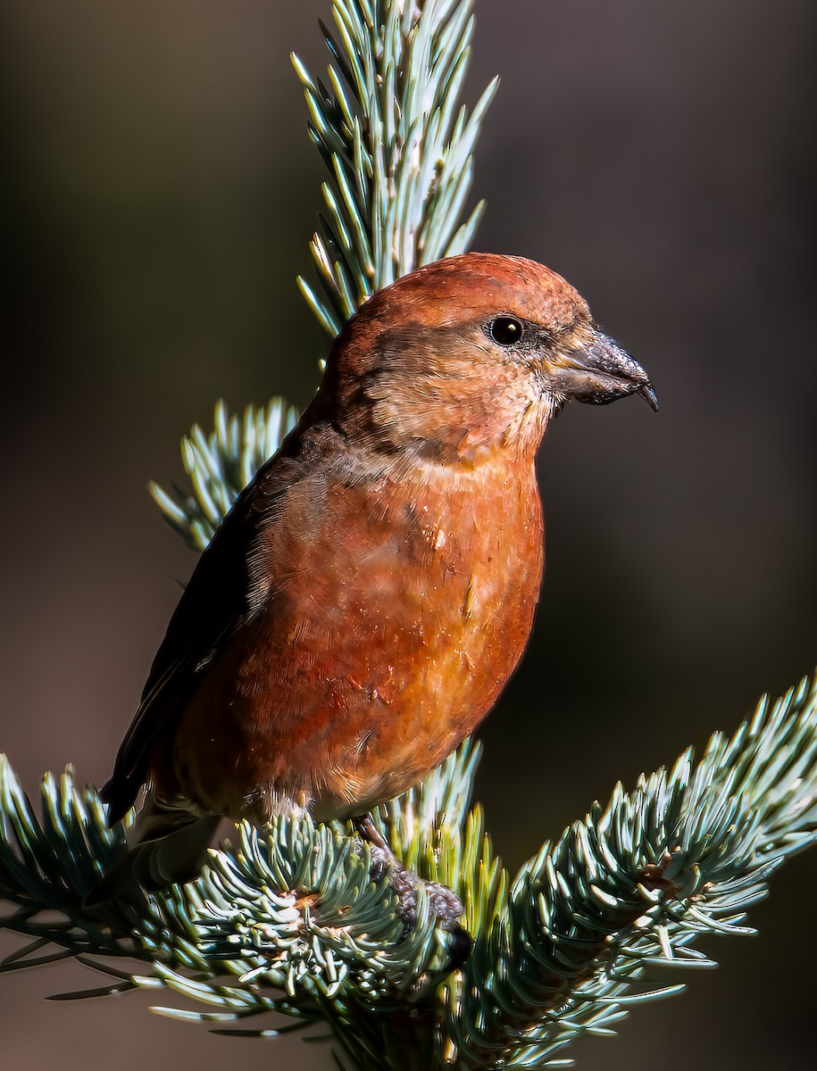 Mokoker arrunta - ML644561917