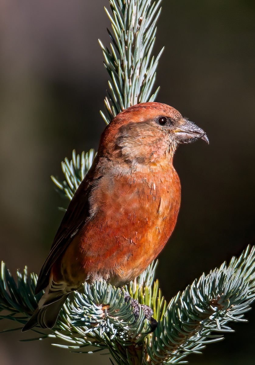 Mokoker arrunta - ML644561919