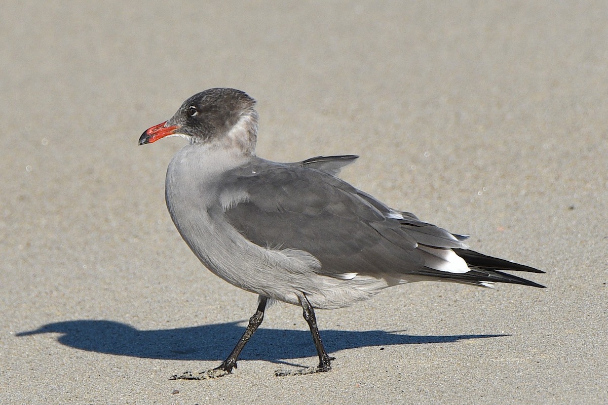 Heermann's Gull - ML644561921