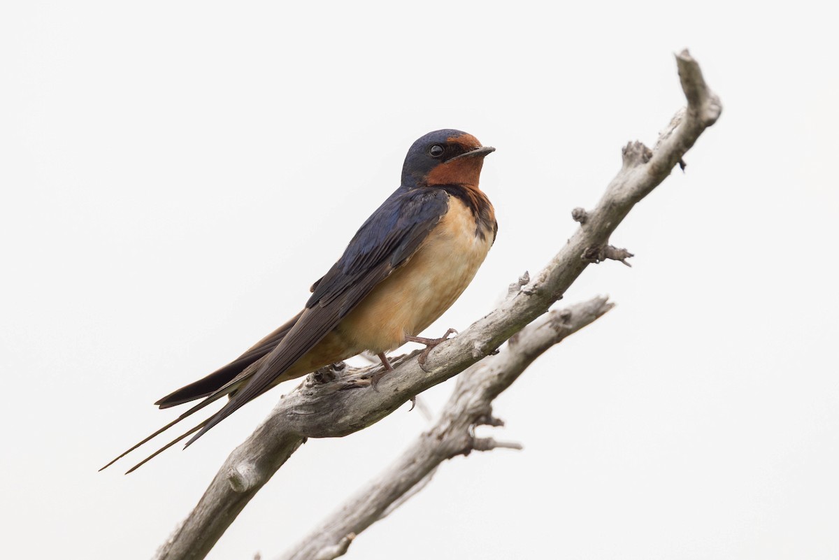 ツバメ - ML644561925